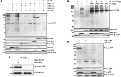Duck plague virus US3 protein kinase phosphorylates UL47 and regulates the subcellular localization of UL47